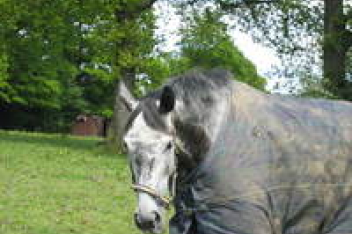 Caring for your equine going into Autumn