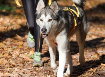 CaniCross- perfect way to get fit with your Dog in 2022