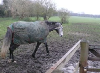 Protecting Hoof Health in Wet Weather