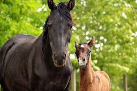 Feeding the Broodmare