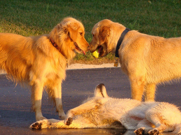 A Multi Dog Home