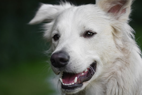 Dental Care for Dogs