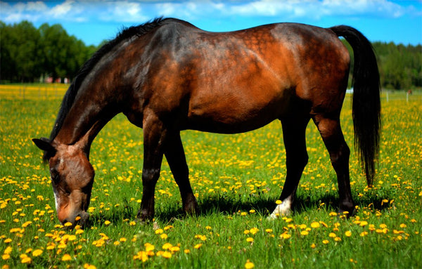 A Laminitis Focus