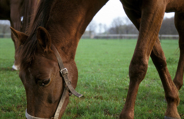 Autumn Laminitis Prevention