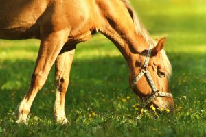 Dry Weather - Improving Hoof Health