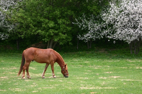 Supplementing the Equine Diet before the Spring Grass