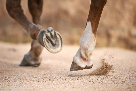 Transitioning your Horse to Barefoot