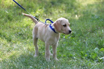 Coping with Adolescent Dogs