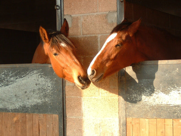 Moving your Horse to a New Yard