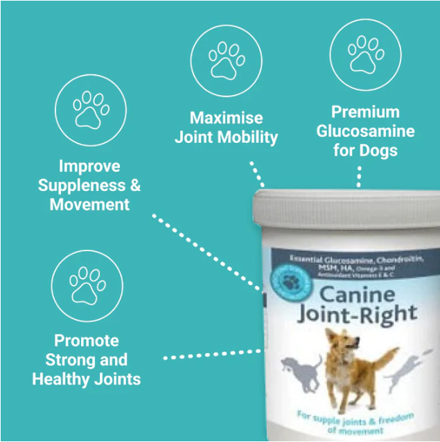 Canine Joint Right