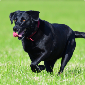 Horse Supplements Direct Image