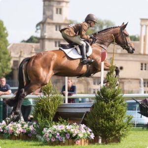 Horse Supplements Direct Image