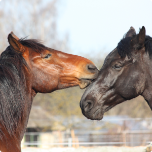 Horse Supplements Direct Image