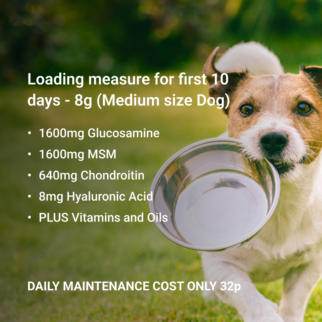 Glucosamine for Dogs