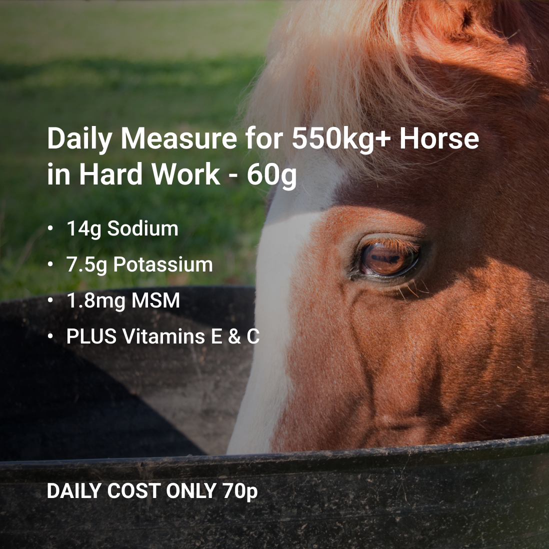 Equine Electrolytes