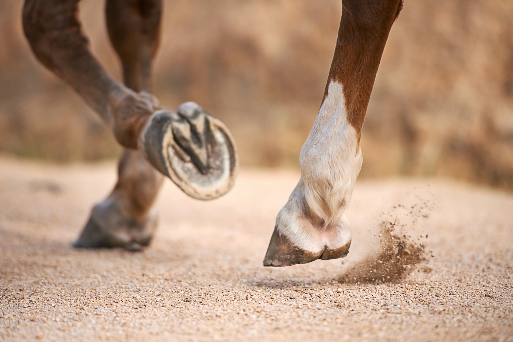 barefoot horses