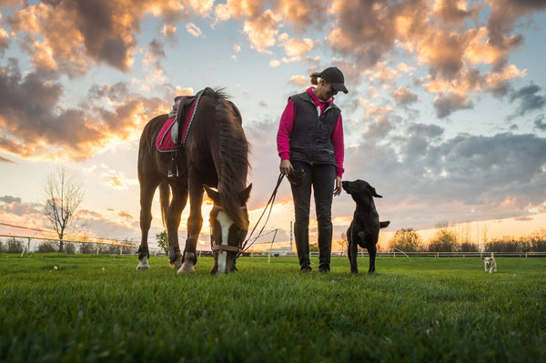 The History behind using Dog Supplements and Horse Supplements