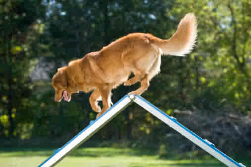 Frequently Asked Questions: Dog Joint Supplements