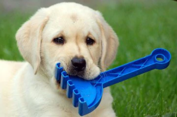 DIY Boredom Busters for Dogs