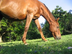Horse Supplements