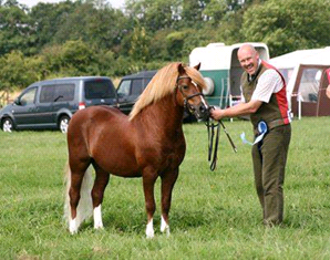msm for horses