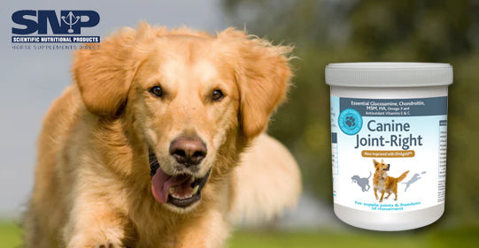 Canine Joint Right. Why Your Dog’s Joint Health Matters More Than You Think