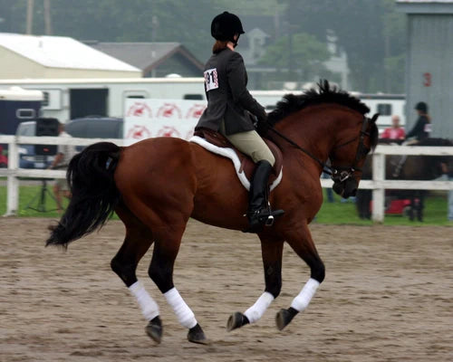 Benefits Feeding a Horse Joint Supplement Autumn/Winter