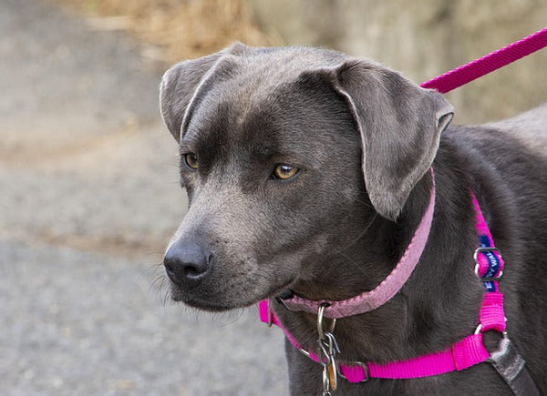 What to Look for When Choosing a Dog Walker
