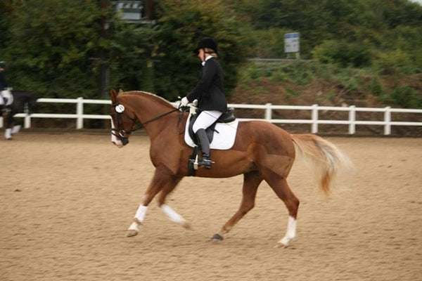Helping Your Horse from the Ground Up