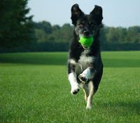 dog joint supplement