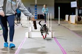 Keeping Dog Joints Healthy