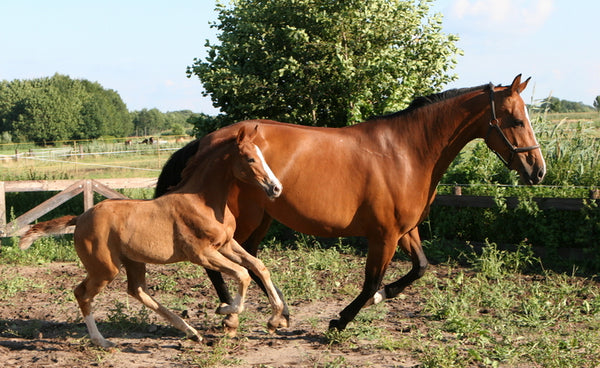 Preparing for a Foal at Foot