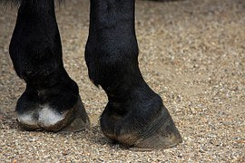 Hoof Supplements