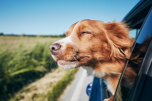 dog supplements