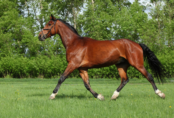 Horse Gut Balancer