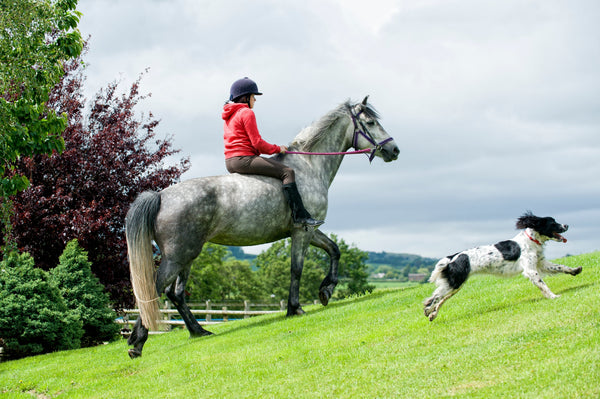 horse joint supplement