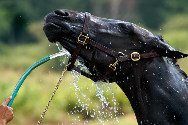 Supplementing the Equine Diet with Electrolytes