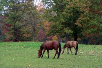Supporting Equine Health through the Autumn