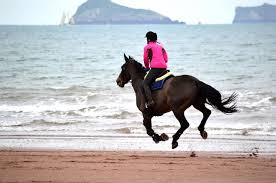Recovery Nutrition: Supporting Your Horse After Demanding Exercise