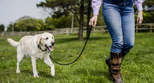 joint supplemnents for dogs