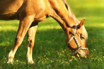 horse supplements
