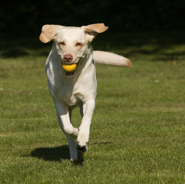 dog joint supplement