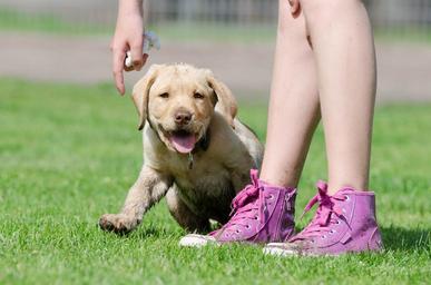 Encouraging Good Behaviour from your Puppy