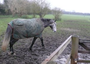 Mud Fever