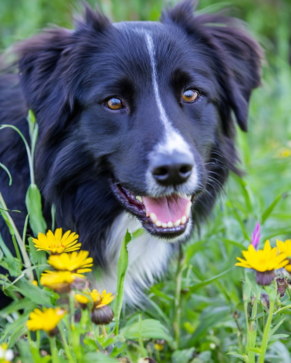 How to Look After your Dog’s Teeth