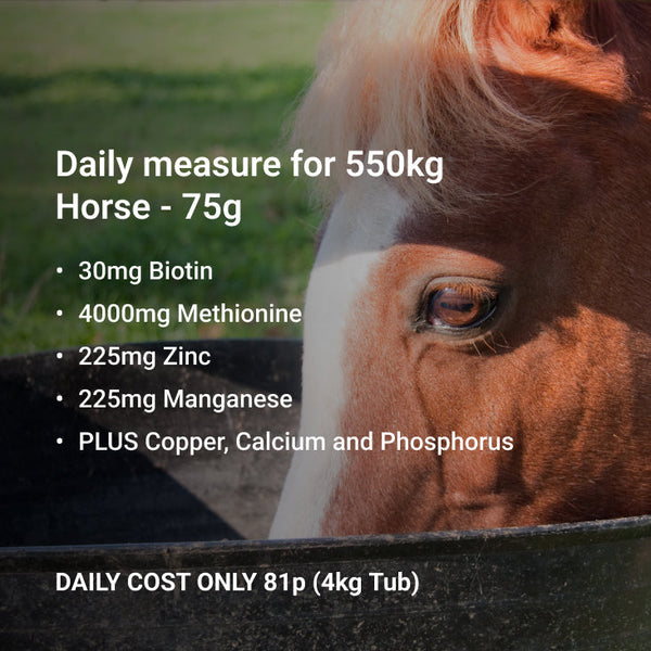Horse Supplements