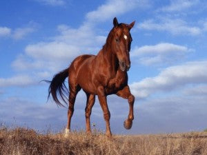 Hoof Supplements