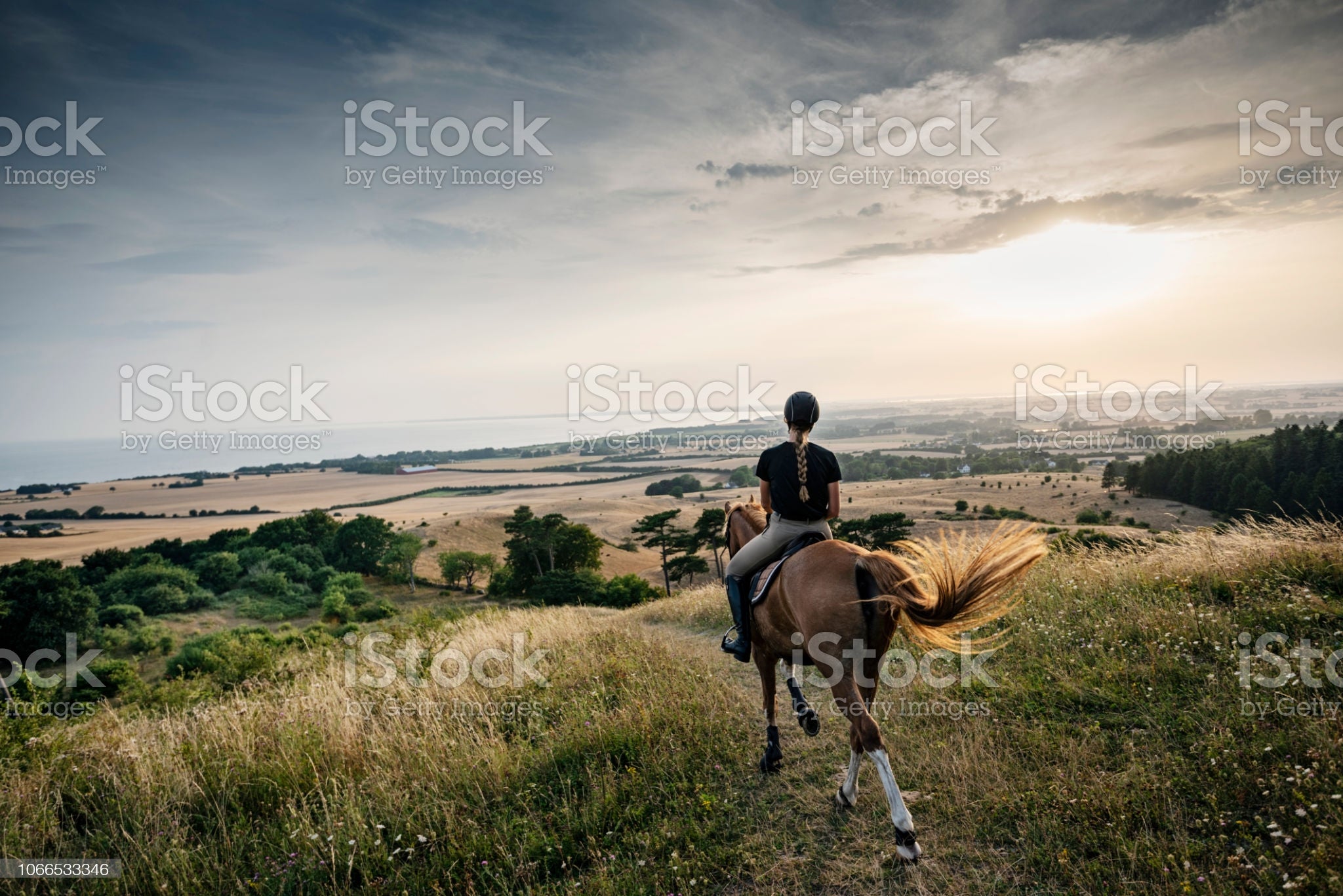 Horse Supplements Direct Image