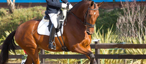 
                      calmer-equine-plus-thumb-5
                      