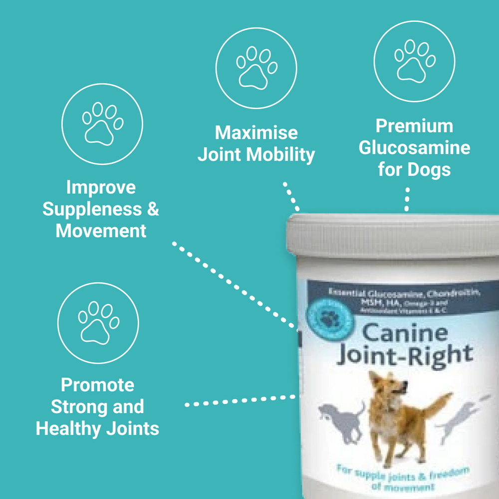 Canine Joint Right